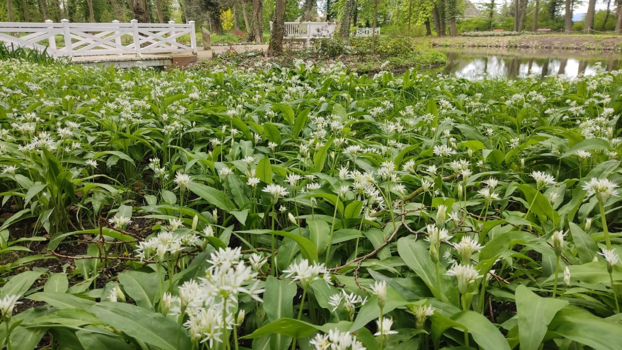   Pomysł na majowy spacer Pałac i park w Zatoniu Właśnie kwitnie czosnek niedźwiedzi
