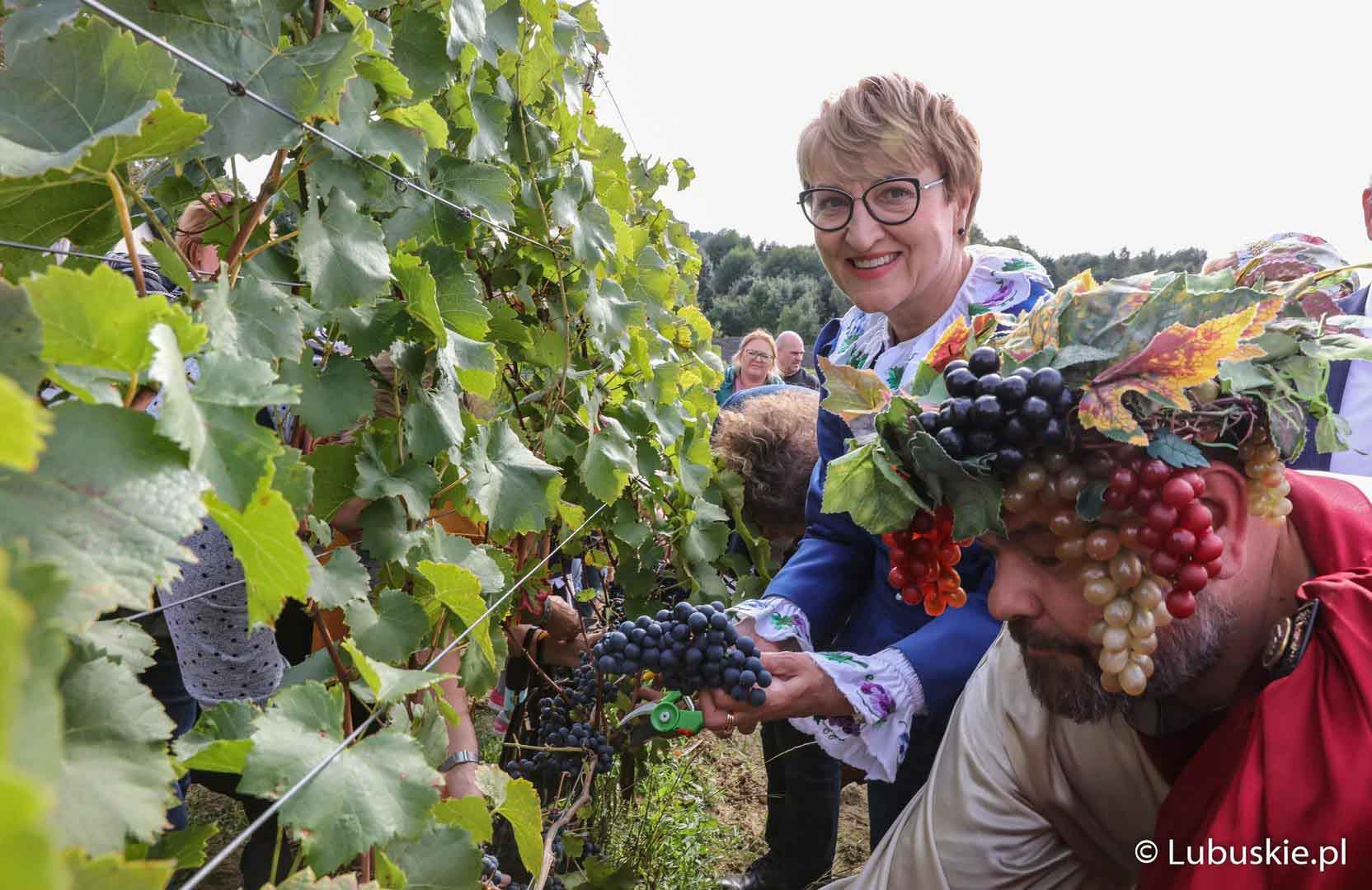   Smak prawdziwego winobrania Na Samorządowej Winnicy w Zaborze próbowano go już po raz siódmy WIDEO