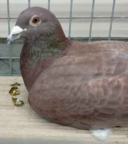 47. Wystawa Gołębi Pocztowych Okręgu Zielona Góra