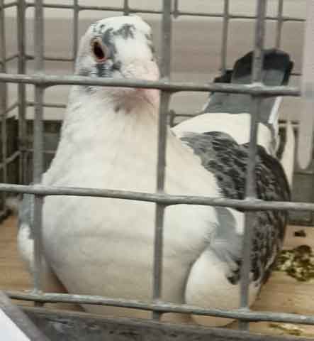 47. Wystawa Gołębi Pocztowych Okręgu Zielona Góra