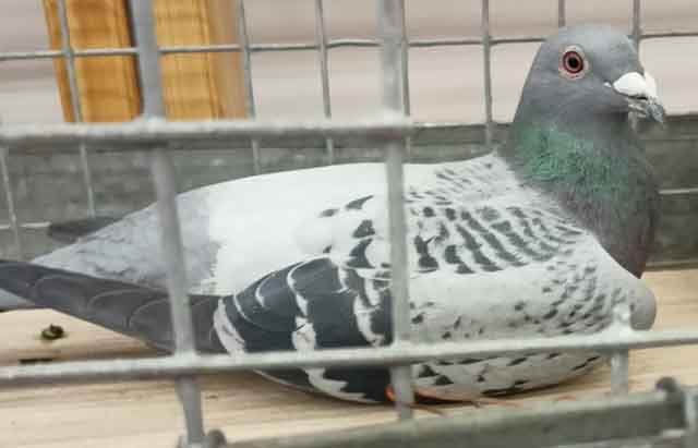 47. Wystawa Gołębi Pocztowych Okręgu Zielona Góra