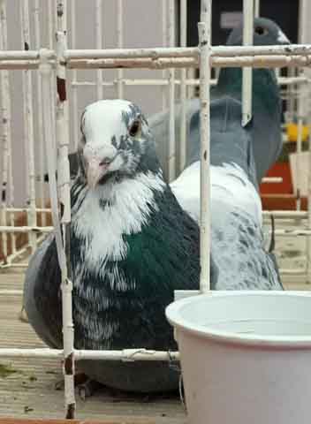 47. Wystawa Gołębi Pocztowych Okręgu Zielona Góra