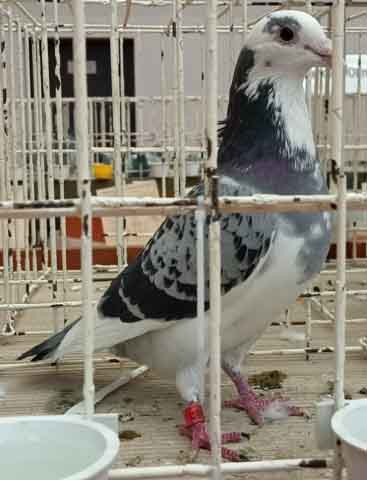 47. Wystawa Gołębi Pocztowych Okręgu Zielona Góra