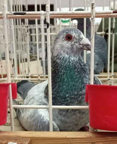 47. Wystawa Gołębi Pocztowych Okręgu Zielona Góra