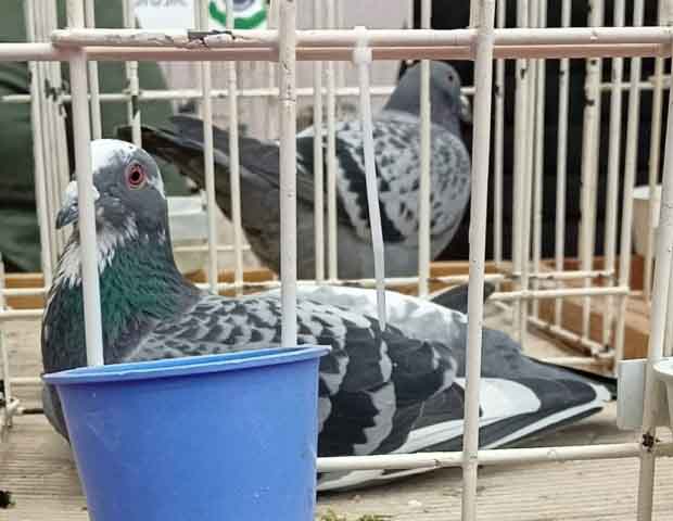 47. Wystawa Gołębi Pocztowych Okręgu Zielona Góra