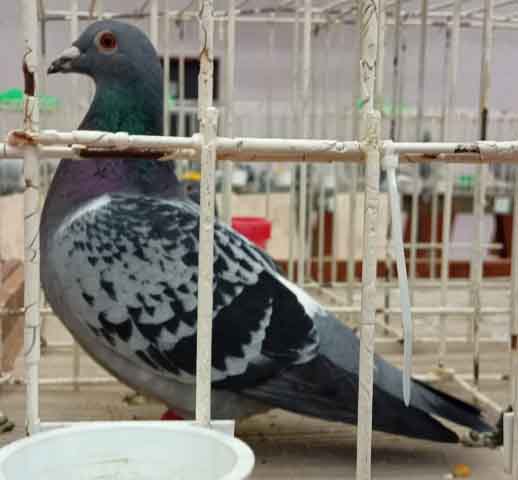 47. Wystawa Gołębi Pocztowych Okręgu Zielona Góra