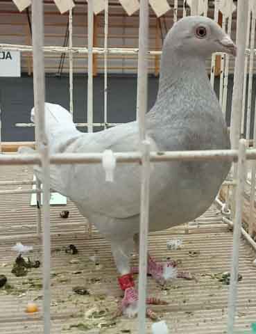 47. Wystawa Gołębi Pocztowych Okręgu Zielona Góra