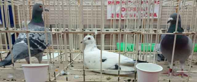 47. Wystawa Gołębi Pocztowych Okręgu Zielona Góra