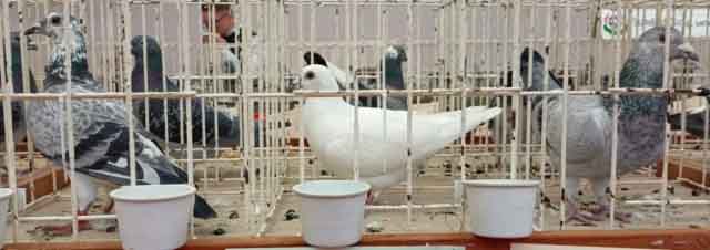 47. Wystawa Gołębi Pocztowych Okręgu Zielona Góra