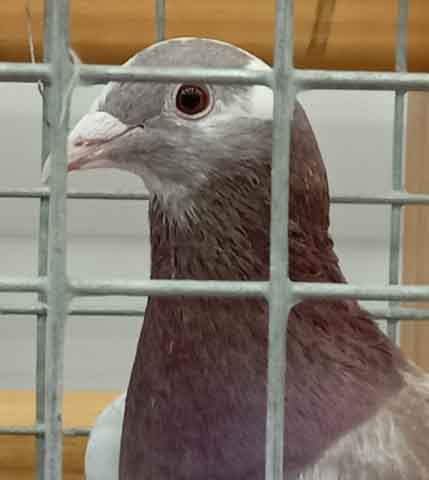 47. Wystawa Gołębi Pocztowych Okręgu Zielona Góra