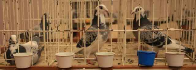 47. Wystawa Gołębi Pocztowych Okręgu Zielona Góra