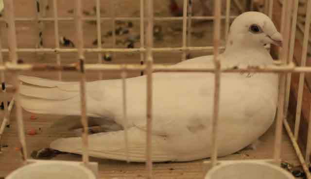 47. Wystawa Gołębi Pocztowych Okręgu Zielona Góra