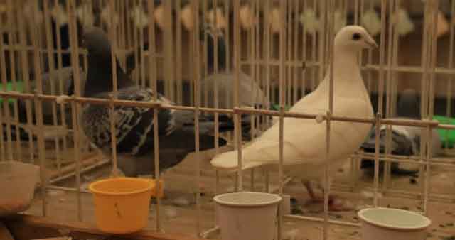 47. Wystawa Gołębi Pocztowych Okręgu Zielona Góra