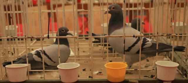 47. Wystawa Gołębi Pocztowych Okręgu Zielona Góra