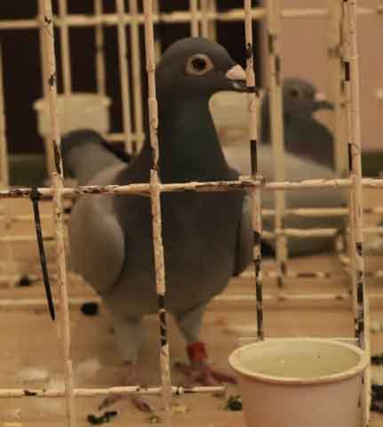 47. Wystawa Gołębi Pocztowych Okręgu Zielona Góra