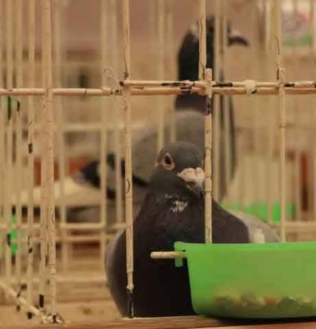 47. Wystawa Gołębi Pocztowych Okręgu Zielona Góra