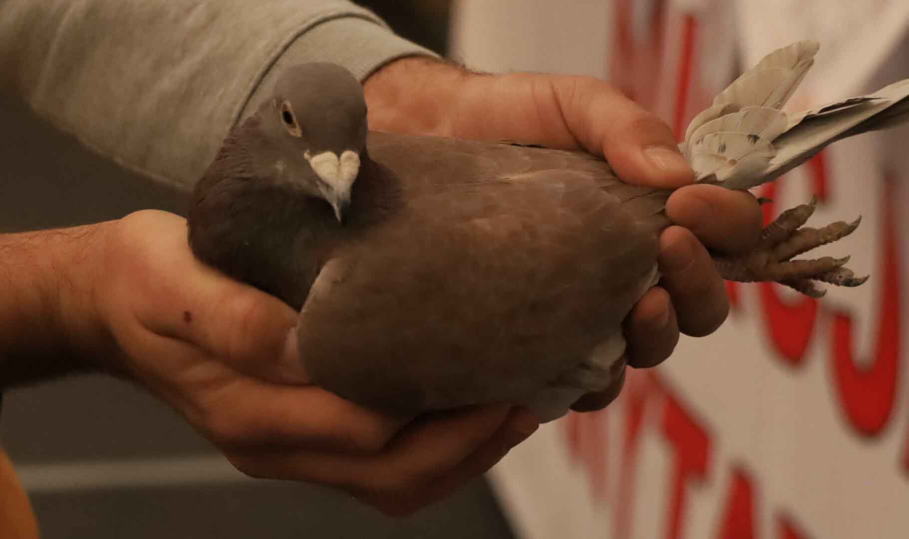 Gołąb o czerwonym ubarwieniu  Czempiony na wystawie gołębi w Zielonej Górze Impreza miała szczytny cel ZDJĘCIA