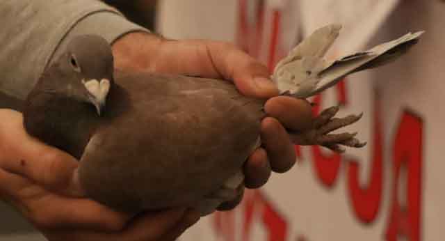 47. Wystawa Gołębi Pocztowych Okręgu Zielona Góra