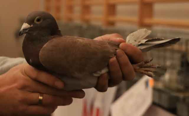 47. Wystawa Gołębi Pocztowych Okręgu Zielona Góra