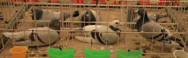 47. Wystawa Gołębi Pocztowych Okręgu Zielona Góra