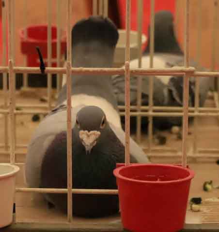 47. Wystawa Gołębi Pocztowych Okręgu Zielona Góra