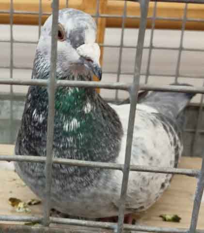 47. Wystawa Gołębi Pocztowych Okręgu Zielona Góra