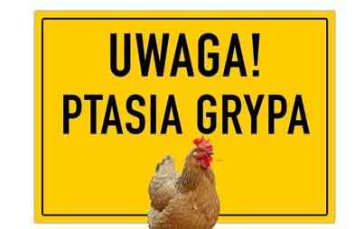 Gorzów narażony na ptasią grypę 