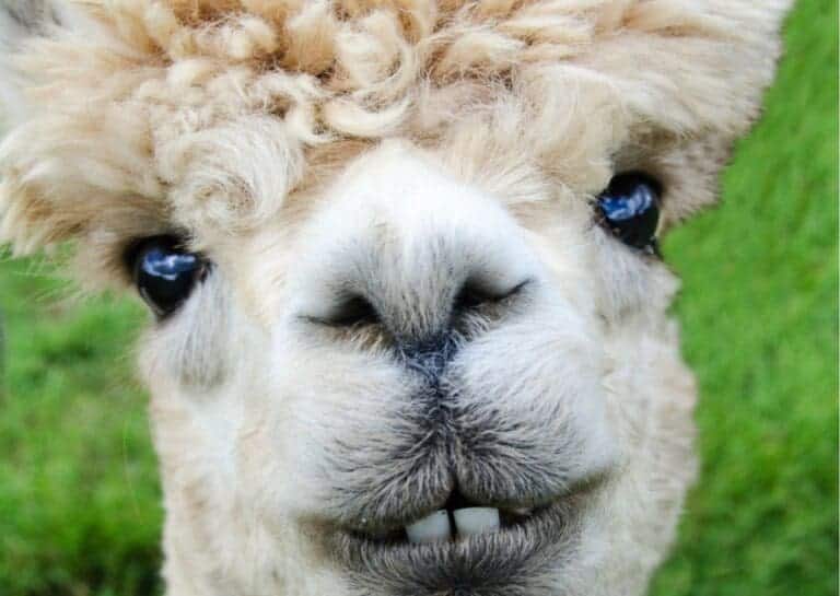 Na zdjęciu widać głowę alpaki.