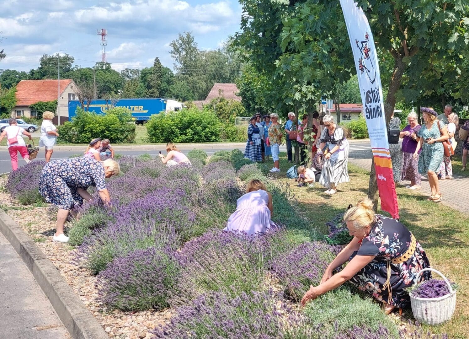 lawendowa cybinka żniwa 20230714_125501 Takie są działania Kobiet Roku Województwa Lubuskiego Lawendowy zawrót głowy w Cybince