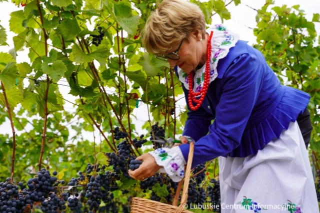 Winobranie na winnicy samorządowej 2023