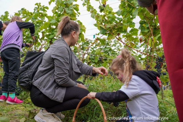 Winobranie na winnicy samorządowej 2023