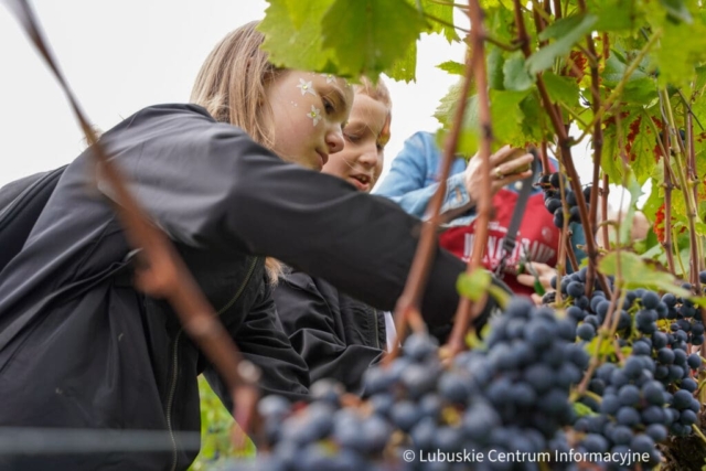 Winobranie na winnicy samorządowej 2023
