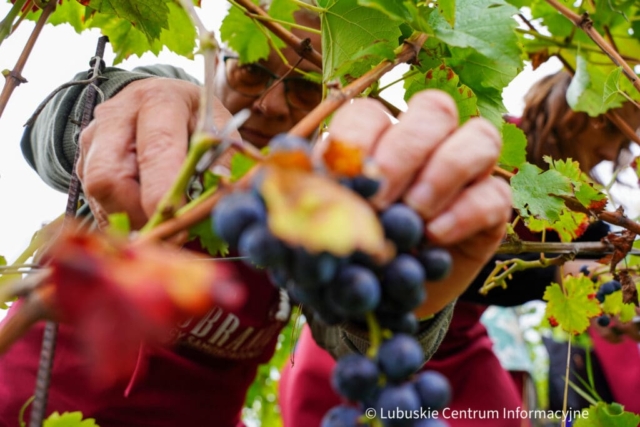 Winobranie na winnicy samorządowej 2023