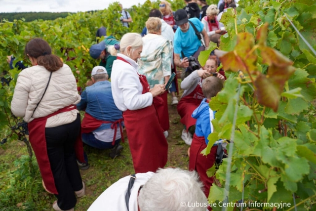 Winobranie na winnicy samorządowej 2023