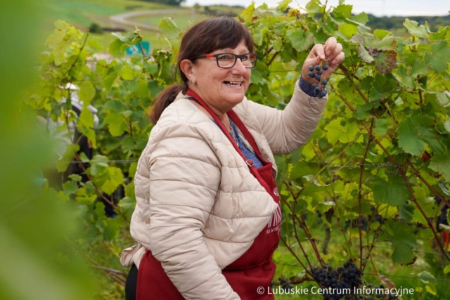 Winobranie na winnicy samorządowej 2023