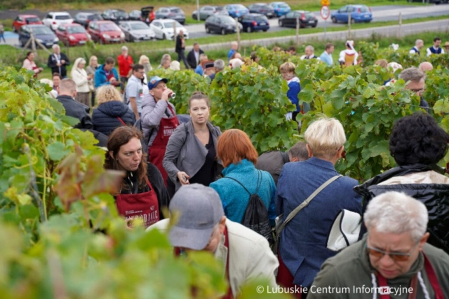 Winobranie na winnicy samorządowej 2023