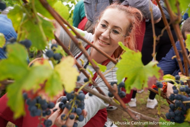 Winobranie na winnicy samorządowej 2023