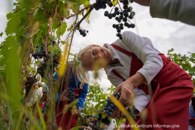 Winobranie na winnicy samorządowej 2023