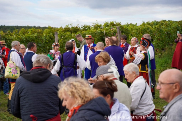 Winobranie na winnicy samorządowej 2023