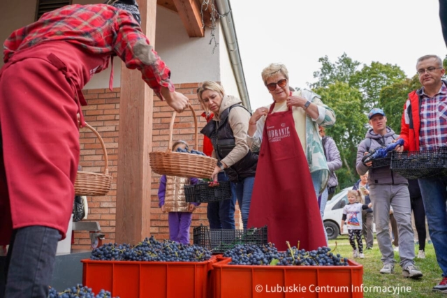 Winobranie na winnicy samorządowej 2023