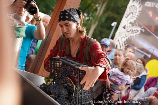 Winobranie na winnicy samorządowej 2023