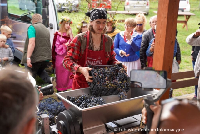 Winobranie na winnicy samorządowej 2023