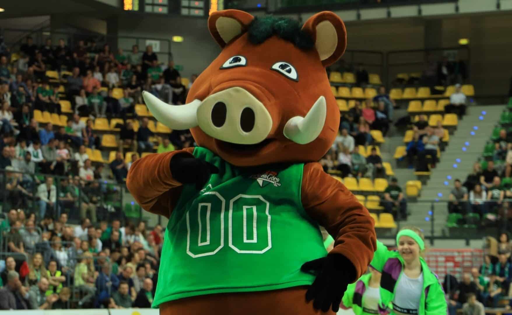 Klubowa maskotka w przebraniu dzika  Miasto Zielona Góra chce przejąć koszykarski Zastal Ma pomysł ale czy rozsądny