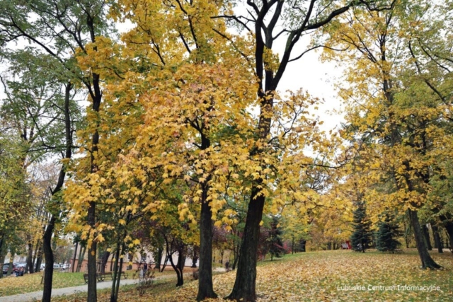 Park Tysiąclecia w Zielonej Górze po remoncie