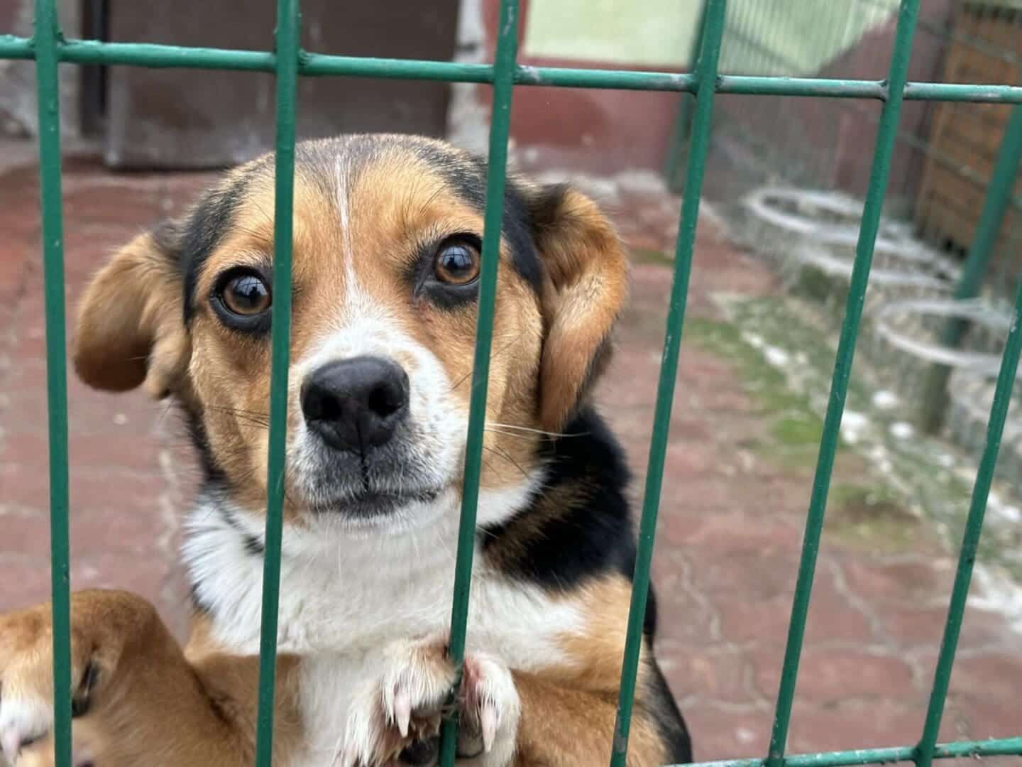 konfa3 Weź pupila na zimę Radni PO zachęcają do akcji ZDJĘCIA