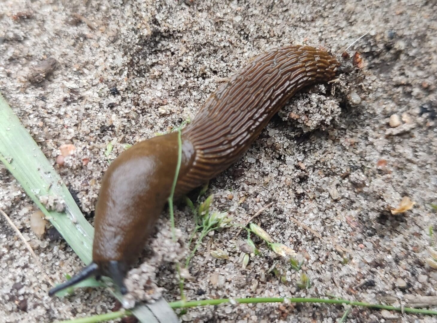   Przegrałem wojnę z bezdomnym najeźdźcą oddałem terytorium
