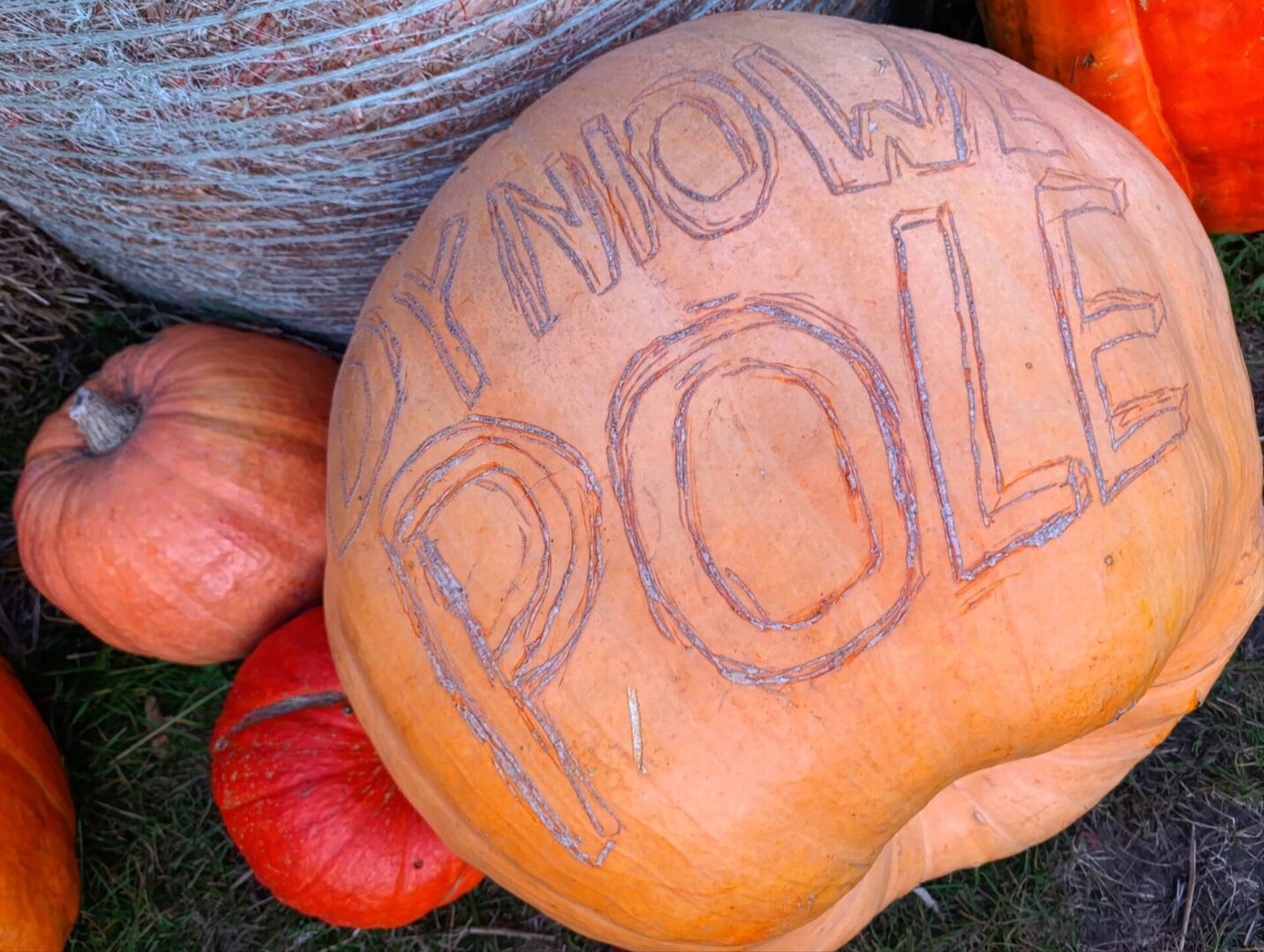 Fot. Dyniowe Pole Rokitno dynia z napisem dyniowe pole Wyprawa po dynię Hokkaido bije rekordy popularności