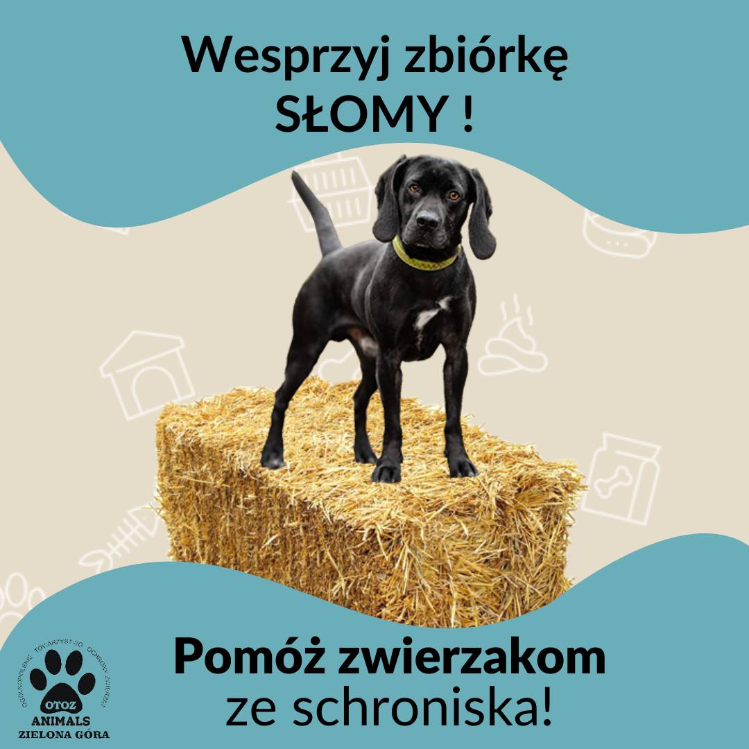 Grafika o zbiórce słomy  Pomóż nam ogrzać psie serca tej zimy  apel schroniska