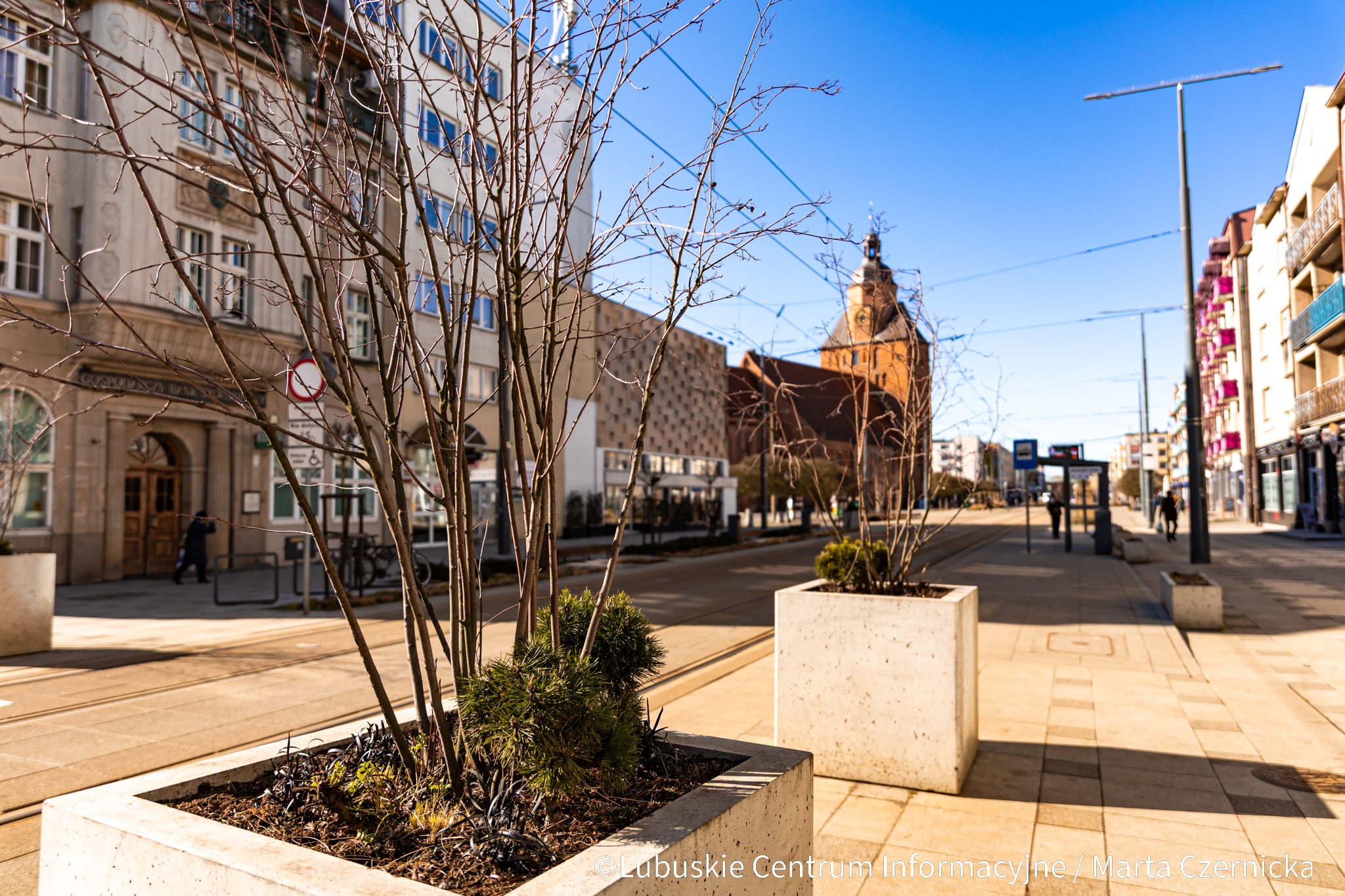   Czuć wiosnę Gorzów zasadzi 12 tysięcy roślin