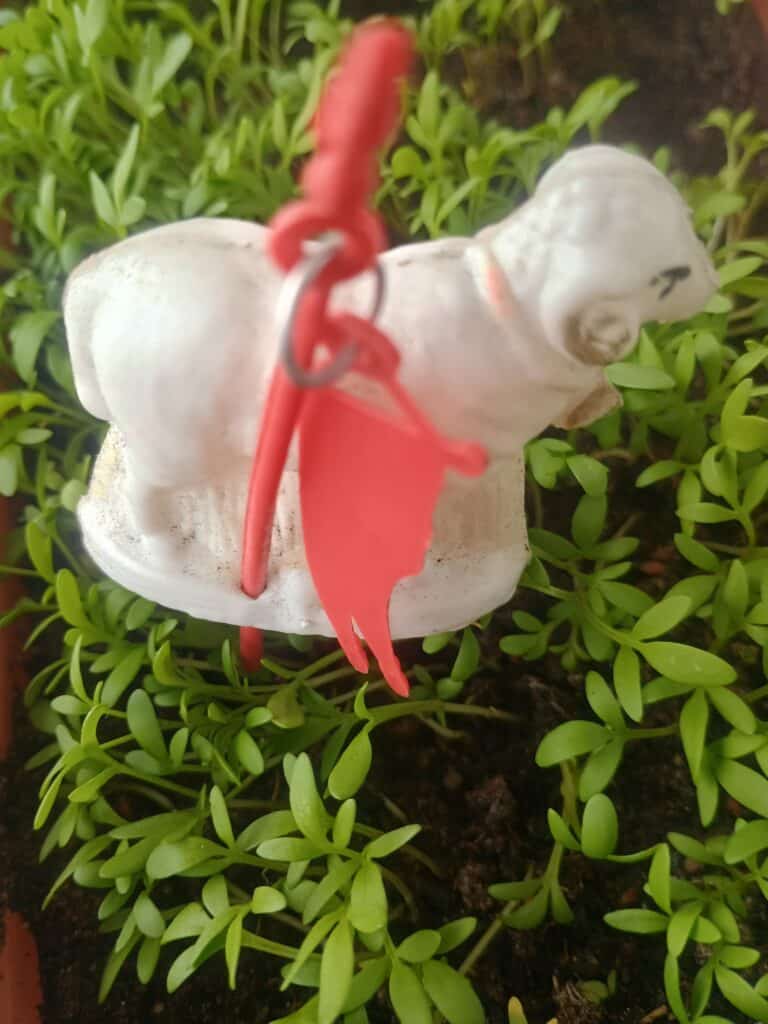 Baranek wielkanocny i rzeżucha. Fot. Paweł Kaleta